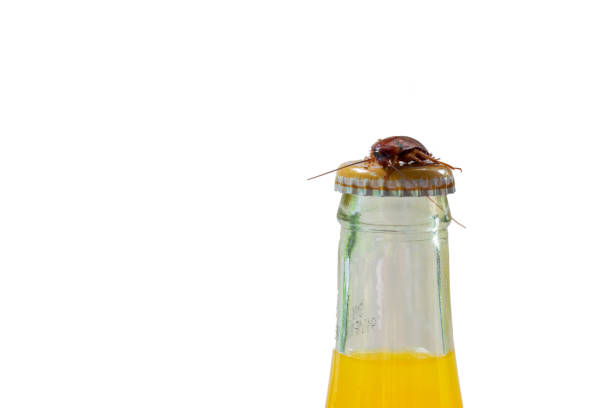 istock Cockroach lie on the bottle on white background 1165139127