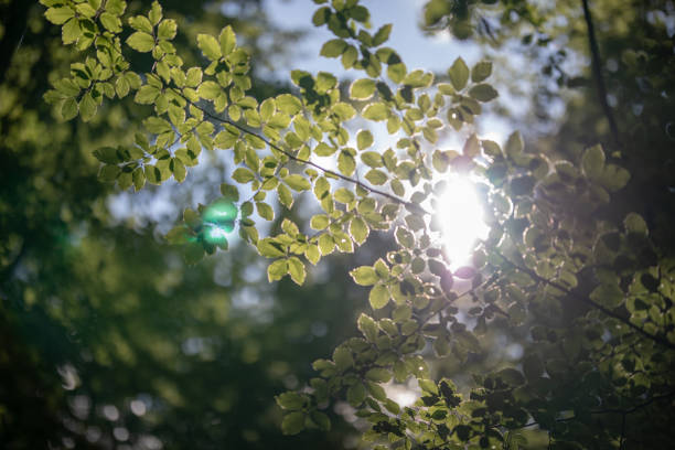 istock A sunlit tree branch with green leaves in the forest_1 1165139463