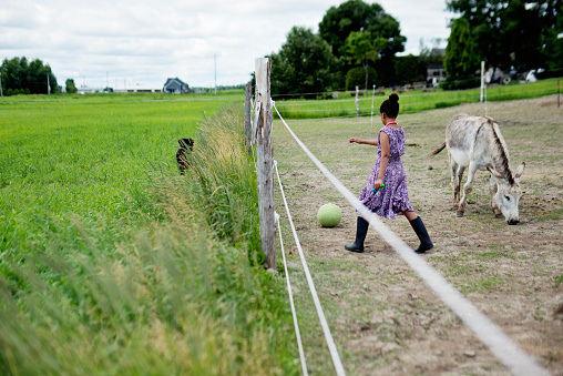 In this special center, a shelter for battered and abandoned animals, they are trained to be in contact with neuro atypical people, so they can comfort each other. A young autist girl is playing with a ball near a donkey. Horizontal full length outdoors shot with copy space.