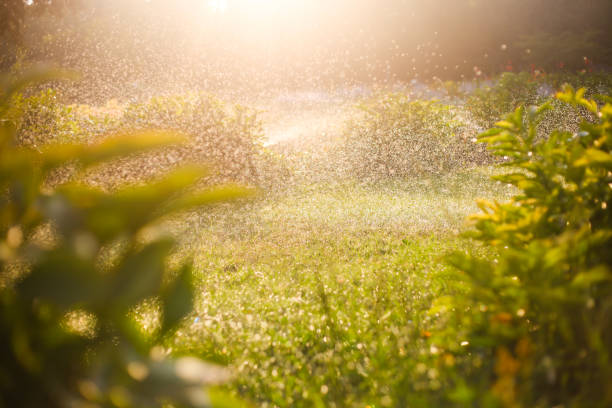 istock Irrigating system spraying water in the grass lawn in the park 1165140073