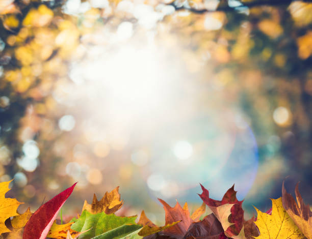 istock Autumn Leaves In Park 1165140209