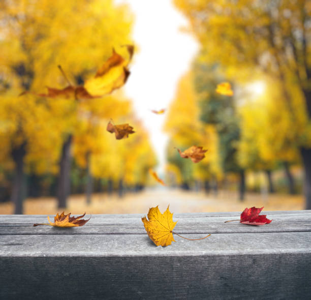 istock Falling Leaves In a City Park 1165140214