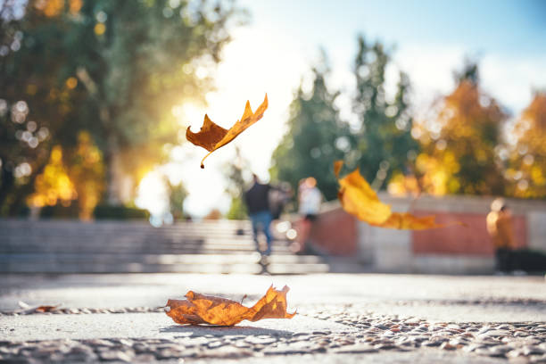 Falling Autumn Leaves In The City