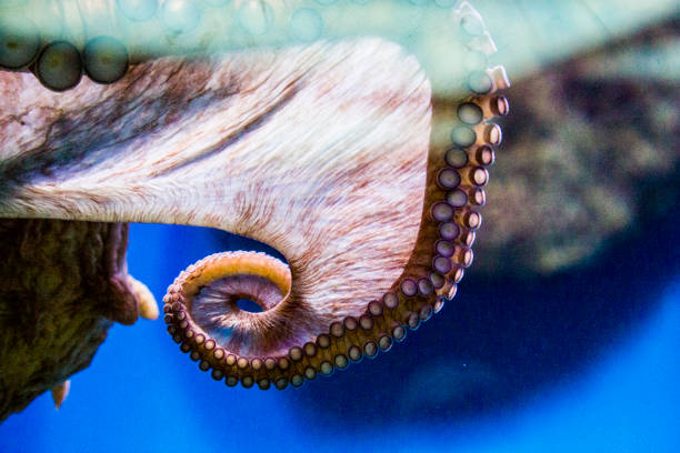 istock Beautiful exotic aquarium fish behind the glass 1165140701