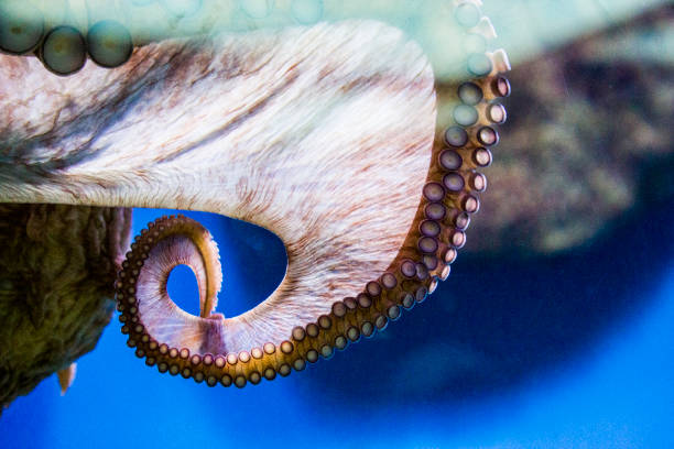 istock Beautiful exotic aquarium fish behind the glass 1165140993