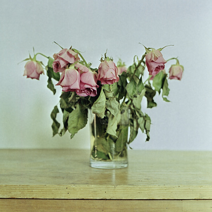 Withered bunch of roses. Shot on mediumformat film.