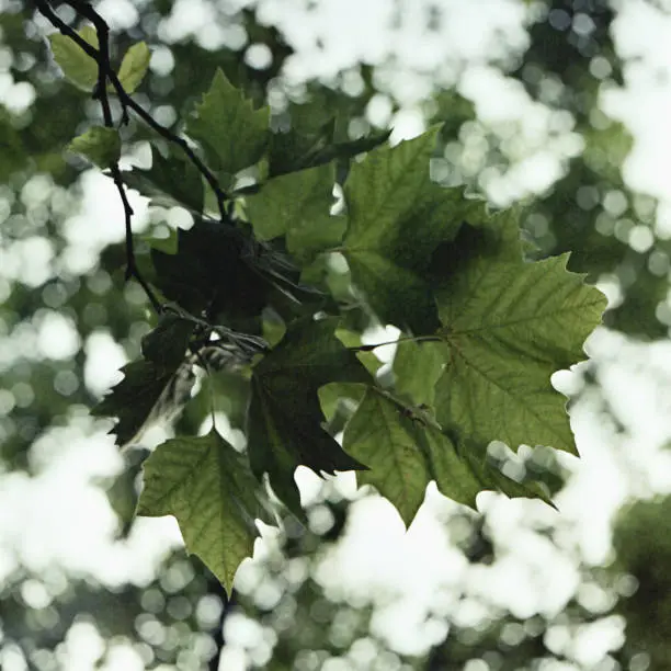 Backlit treebranches. Shot on mediumformat film.