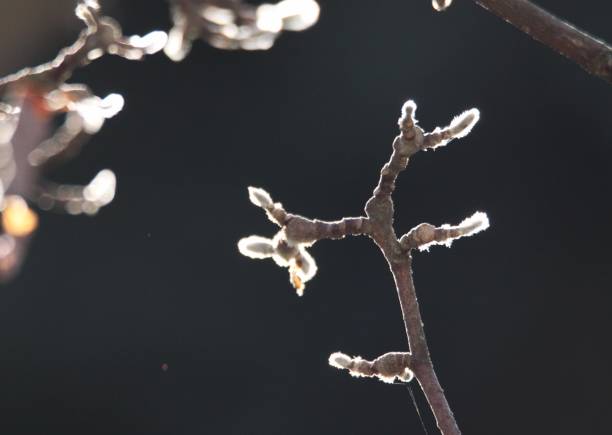 Close up of magnolia tree catkins