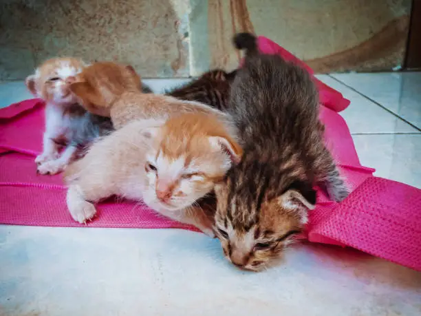 Newborn Baby Cats Learn To Walk On The Floor Of The House, North Bali, Indonesia