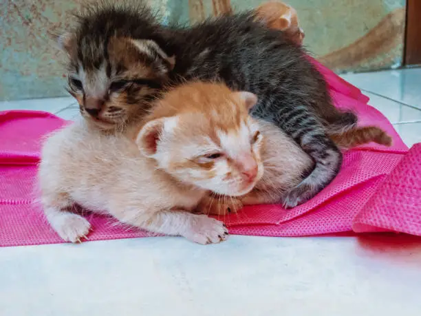 Sad Face Very Young Kittens Open Sleepy Eyes On A Piece Of Cloth In The House, North Bali, Indonesia