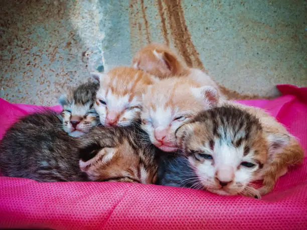 Adorable Newborn Baby Cats Sleep Huddling Together On Cloth In The House, North Bali, Indonesia