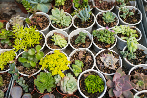 istock Variety of cactus in flower pots 1165143567