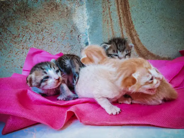 Newborn Baby Cats Cry For Mom On Cloth On The Floor Of The House, North Bali, Indonesia