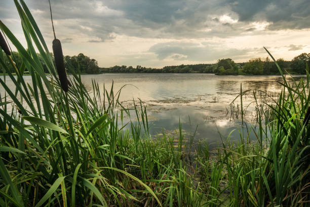 coastal thickets of reeds and the old Moscow River near Moscow