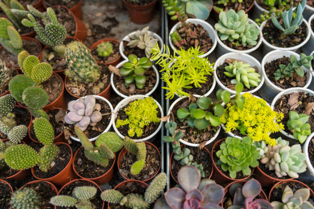 istock Variety of cactus in flower pots 1165143853
