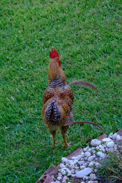 istock Rooster and chicken walk on the green grass 1165144090