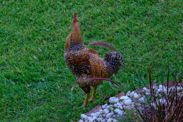 istock Rooster and chicken walk on the green grass 1165144096