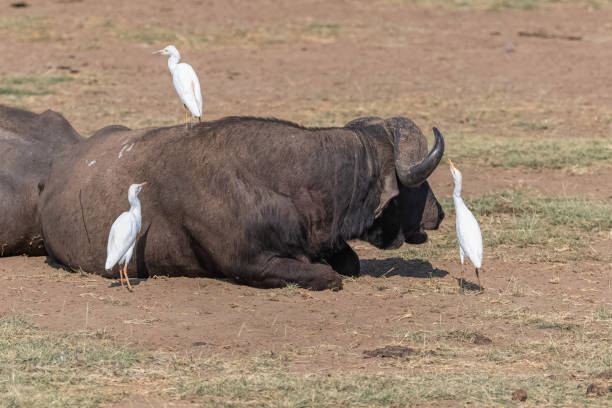 istock A buffalo in the Serengeti park 1165145430