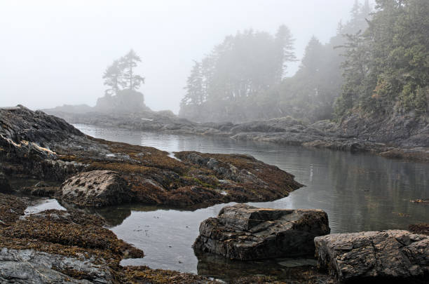 istock foggy day at Botanical Beach, Vancouver Island, Canada 1165145479