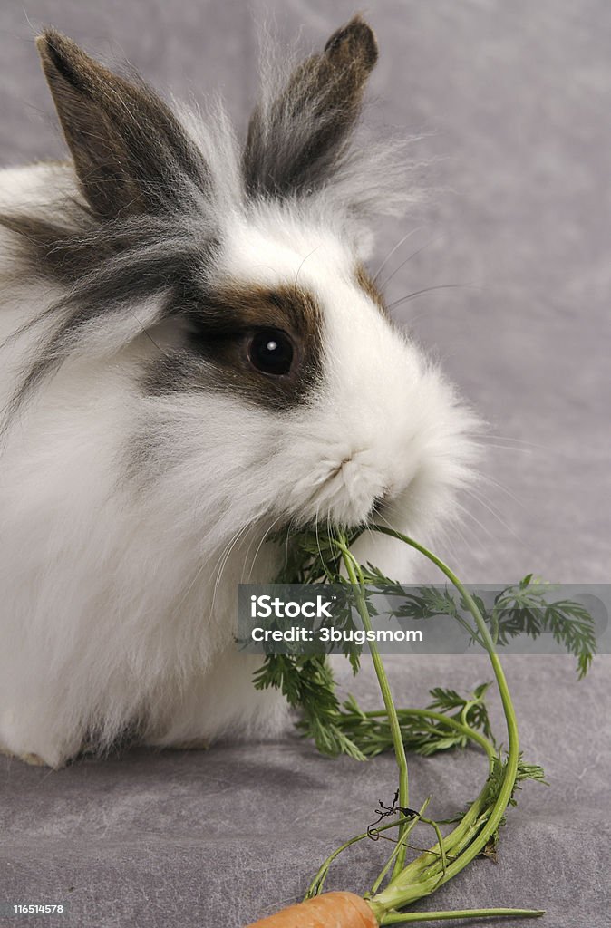 LionHead Rabbit Eating a  Carrot Top An Adorable lionhead rabbit is munching on a carrot.   Animal Stock Photo