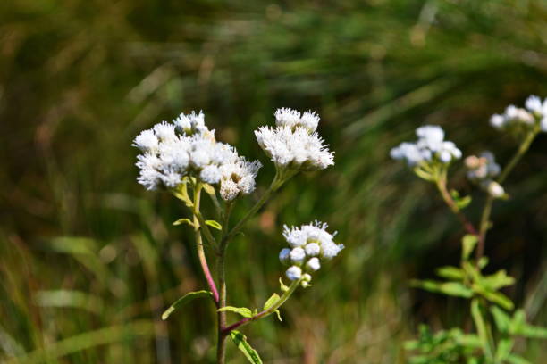 istock Beautiful flowers in the field 1165145881