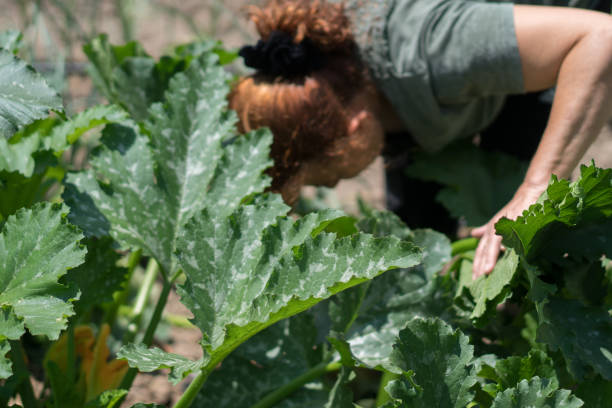 Mature woman freshly harvested pumpkin in vegetarian garden