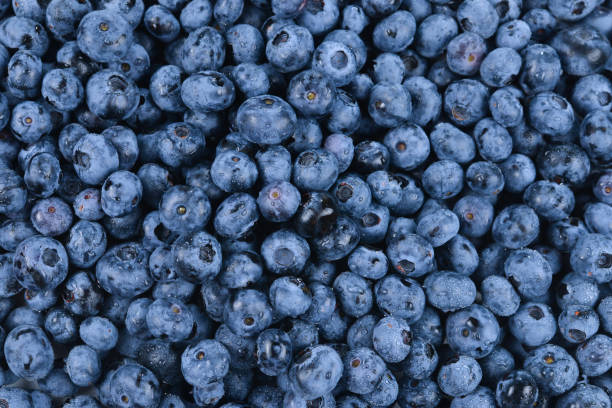 istock Fresh blueberry background. Texture blueberry berries close up. 1165147228