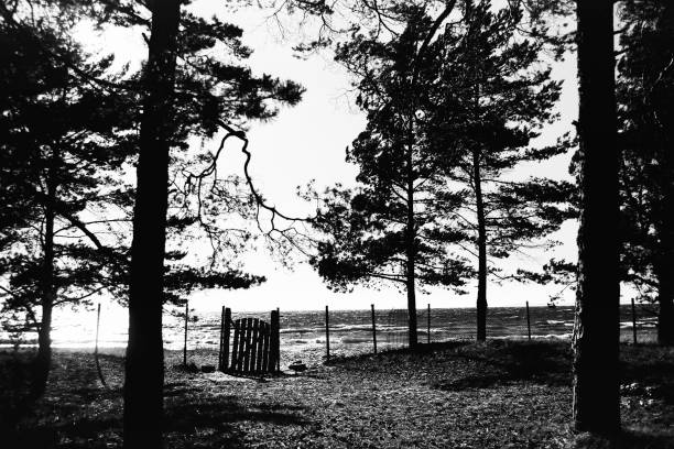 View of the Gulf of Finland from an old abandoned children's camp. Black and white film scan.