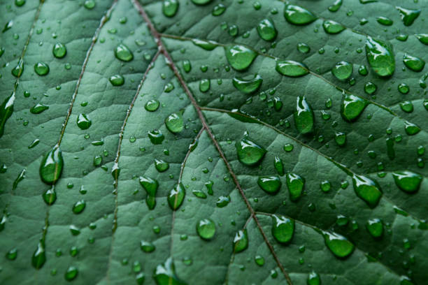 istock Green leaf covered by raindrops, macro photography. 1165148780