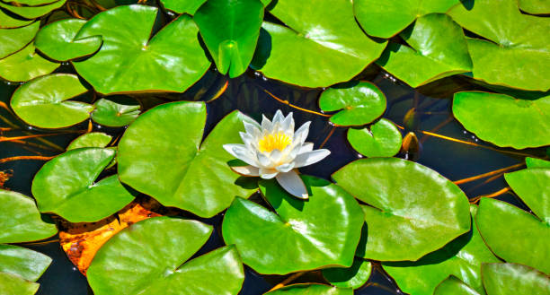 istock Water lily in the lake 1165149057