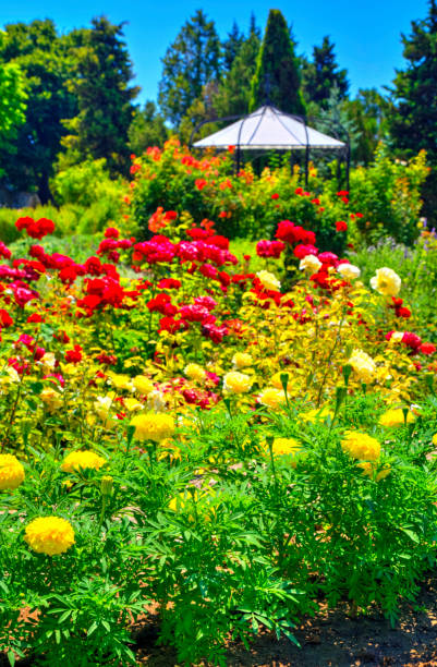 istock Blooming flowers in the botanical garden 1165149058