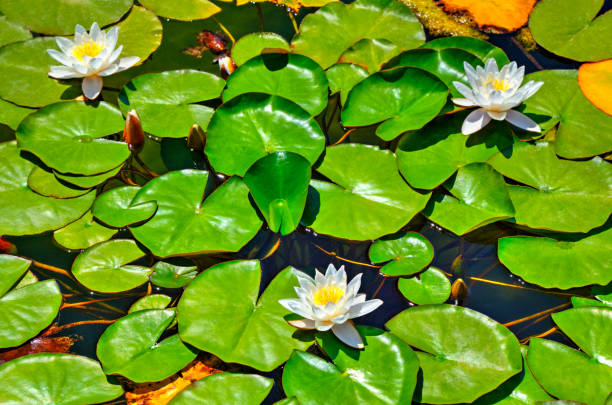 istock Water lily in the lake 1165149199