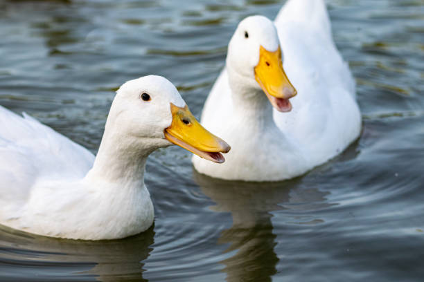 istock Pekin (Aylesbury) and mallard ducks on a lake 1165149319