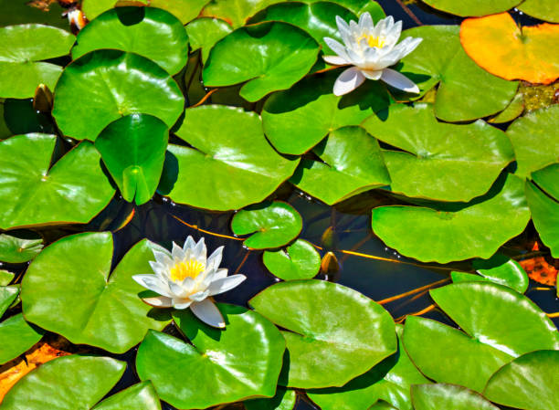 istock Water lily in the lake 1165149846