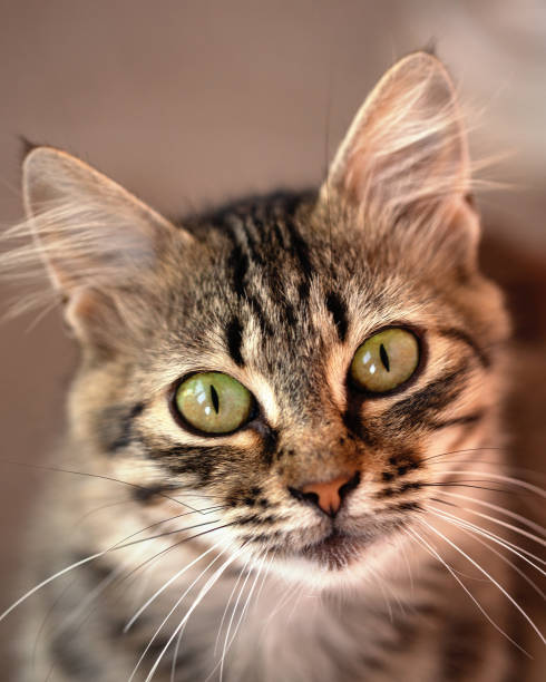 istock Domestic cat with green eyes, portrait 1165150402
