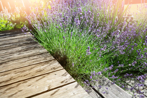 istock Blooming aromatic lavender plant in modern backyard at sunlight 1165150410