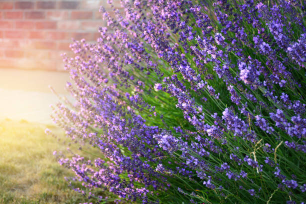 plante aromatique de lavande de floraison dans l'arrière-cour moderne à la lumière du soleil - back against the wall photos et images de collection