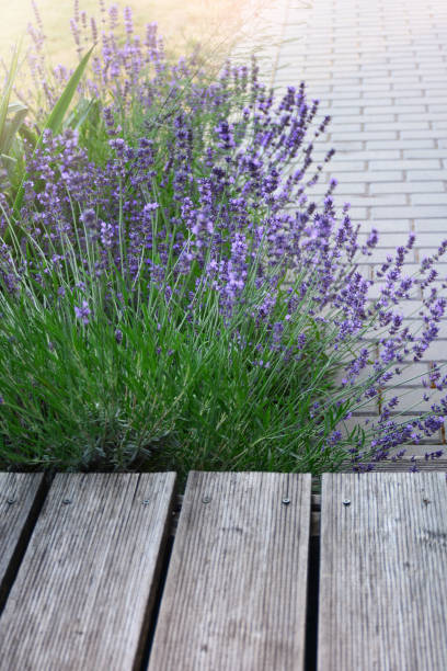 istock Blooming aromatic lavender plant in modern backyard at sunlight 1165150514
