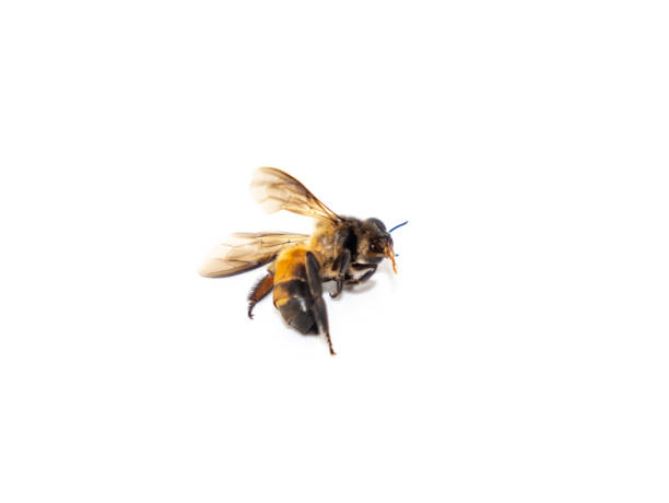 istock The picture of dead bees on a white background is suitable for use in educational work. 1165150684