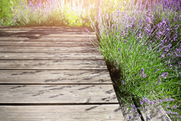 istock Blooming aromatic lavender plant in modern backyard at sunlight 1165150861