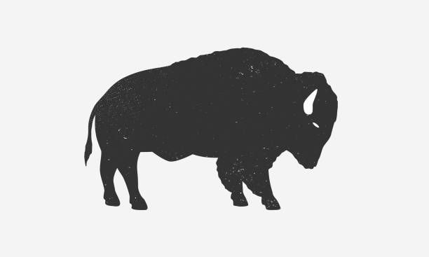 ilustraciones, imágenes clip art, dibujos animados e iconos de stock de silueta de icono de bisonte con textura grunge. silueta de búfalo aislada sobre fondo blanco. ilustración vectorial - bisonte americano