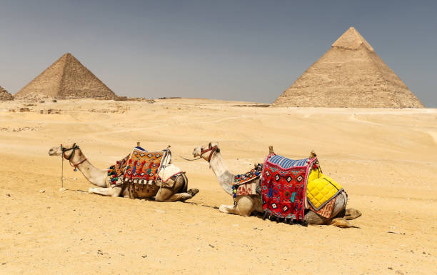 istock Camels in Giza Pyramid Complex, Cairo, Egypt 1165152991