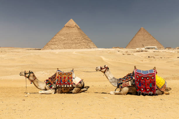 istock Camels in Giza Pyramid Complex, Cairo, Egypt 1165153005