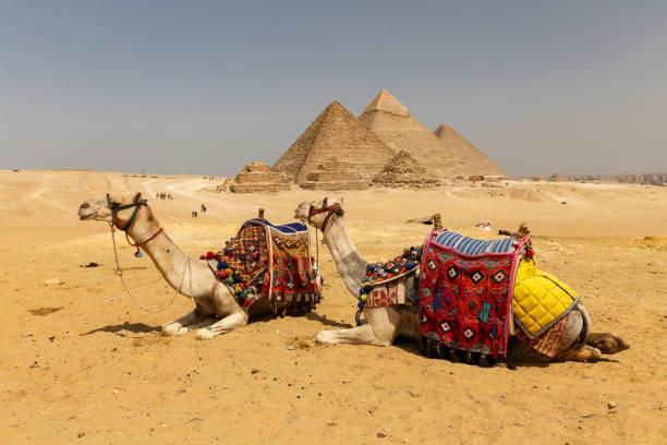 istock Camels in Giza Pyramid Complex, Cairo, Egypt 1165153013