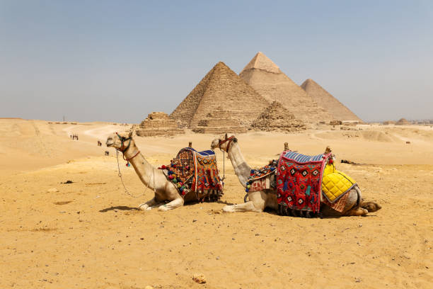 istock Camels in Giza Pyramid Complex, Cairo, Egypt 1165153017