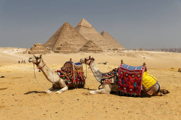 istock Camels in Giza Pyramid Complex, Cairo, Egypt 1165153018