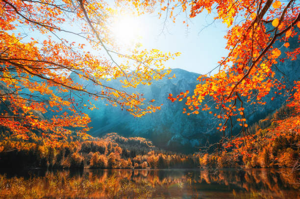 arbres d'automne sur la rive du lac dans les montagnes - european alps austria autumn colors photos et images de collection