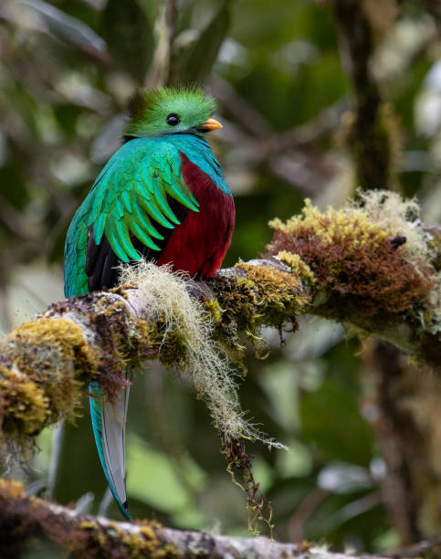 istock Resplendent Quetzal in Costa Rica 1165153368