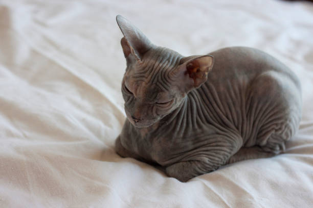 istock Sphynx kitten. Bald cat gray, all skin in wrinkles 1165156502