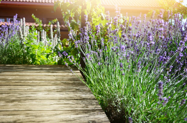 Blooming aromatic lavender plant in modern backyard at sunlight